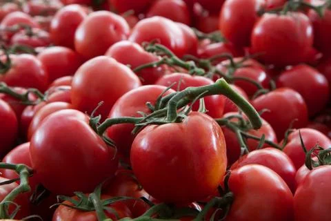 Vine tomatoes Stock Photos