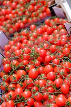 Vine Tomatoes Stock Photos
