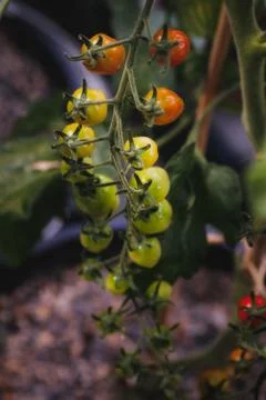 Vine Tomatoes Stock Photos