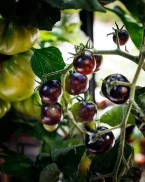Vine Tomatoes Stock Photos