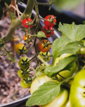 Vine Tomatoes Stock Photos