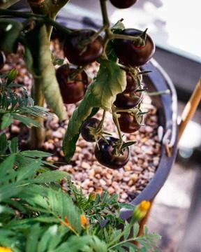 Vine Tomatoes Stock Photos