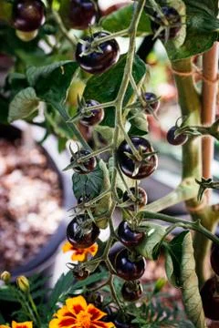 Vine Tomatoes Stock Photos