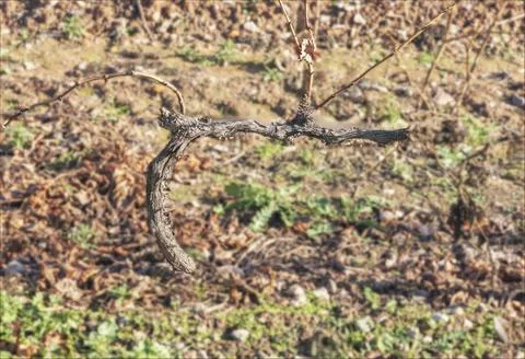 Vine trained in the single guyot method Stock Photos