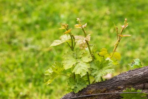 Vine tree barnch close up view Stock Photos