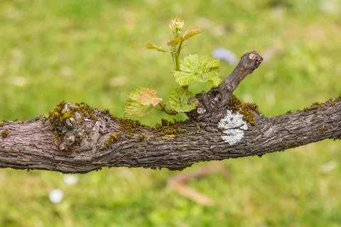 Vine tree barnch close up view Foto stock
