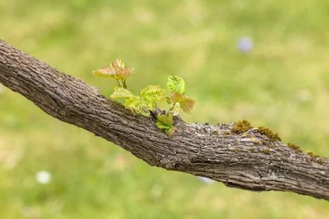 Vine tree barnch close up view Stock Photos