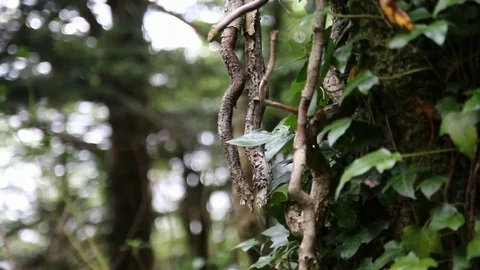 Vine on the Tree Stock Footage 77509627