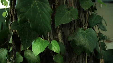 Vine on Tree Tilt Stock Footage 23043866