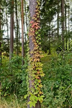 A vine on a tree trunk. Stock Photos