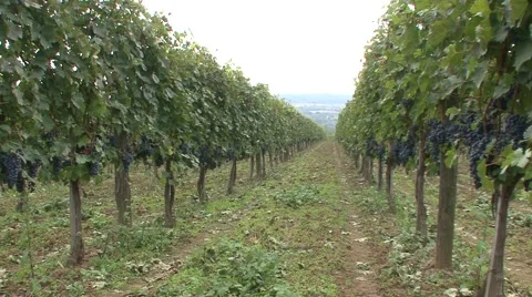 Vine trees two rows total Cabernet Sauvignon Stock-Footage 42880274