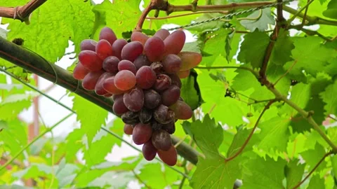 Vine trellises full of fruit on the branches. Stock Footage 305032902