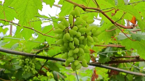 Vine trellises full of green grape on the branches. Stock Footage 305032905
