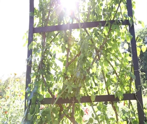 Vine trestle central park Stock Footage