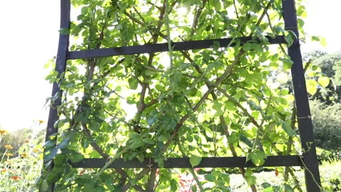 Vine trestle central park Stock Footage 141960284