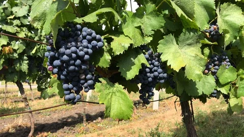 Vine trunk with bunches of black grape berries in vineyard Stock Footage 93748026