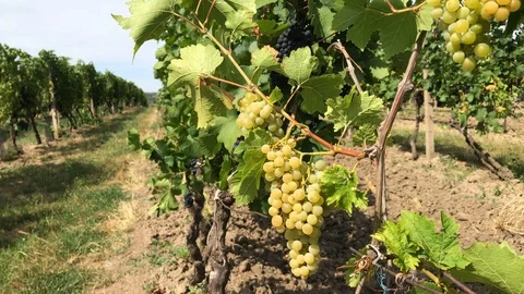 Vine trunk with white grape bunches against black grape Stock Footage 93785881