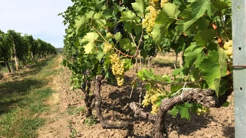 Vine trunks of white and dark grape with ripe berries Stock Footage 93783374