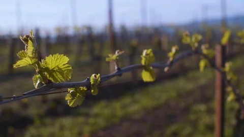 Vine in vineyard Stock Footage 87837468