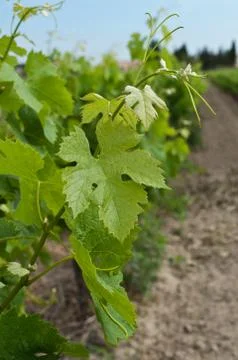 Vine in a vineyard Stock Photos
