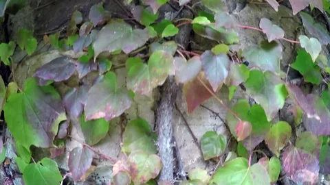 Vine on wall Vídeo Stock 71797107