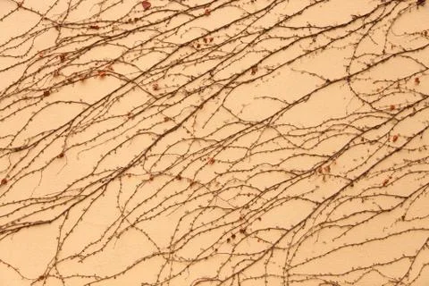 Vine on the wall pattern Stock Photos