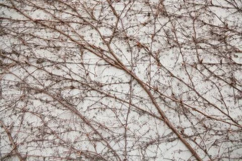Vine on the wall pattern Stock Photos