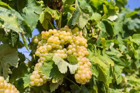 Vine with white grapes Stock Photos
