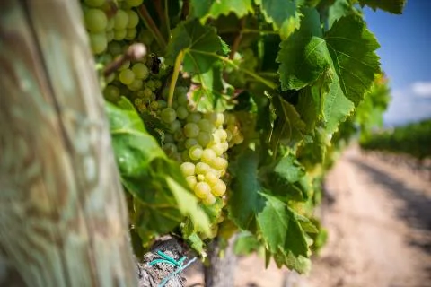 Vine with white grapes Stock Photos