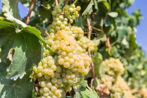 Vine with white grapes Stock Photos