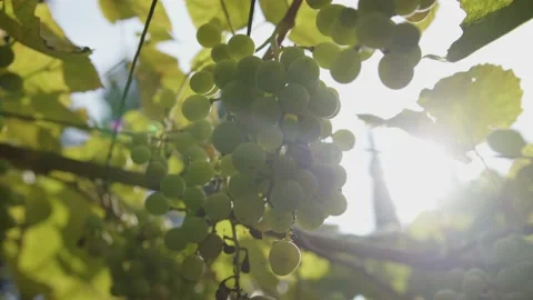 Vine with white grapes in the vineyard in the rays of the sun. Concept for wine Stock Footage 236265502