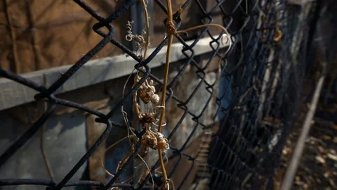 A vine of wild grapes hangs down through the fence mesh Vídeo Stock 103978873