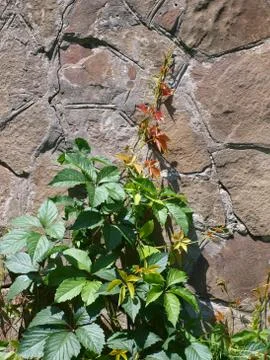 Vine of wild grapes Stock Photos