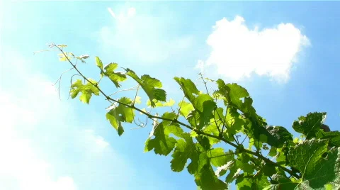Vine in the wind Stock Footage 840657