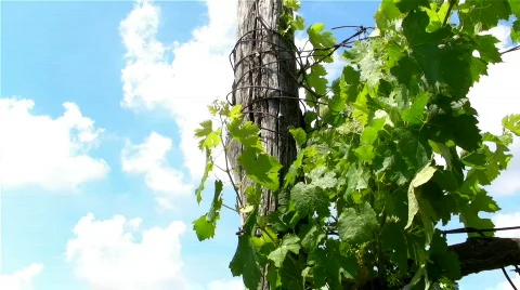 Vine in the wind Stock Footage 840672