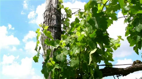 Vine in the wind Stock Footage 840685