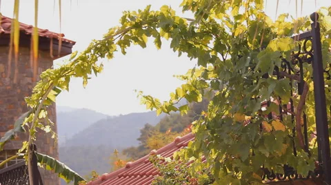Vine winds its way along the fence, the silhouette of a child Video stock 42134398