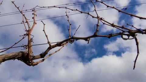 The Vine in Winter, Filmed on the Slider Stock Footage 72836206