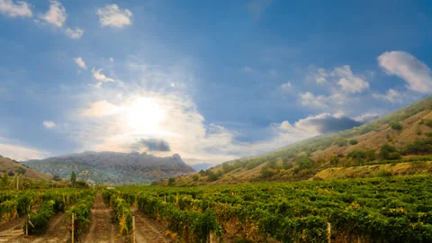 Vine yard in a mountain valley Stock Footage 288064118