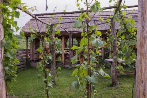 Vine in the yard. Stock Photos