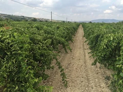 Vine yard Stock Photos