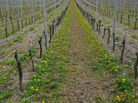 Vine-yard spring Stock Photos