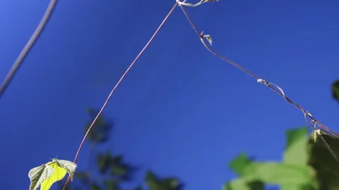 VINE1 스톡 동영상 272845542