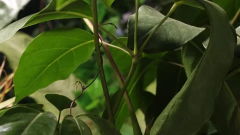 VINE2 스톡 동영상 272845508