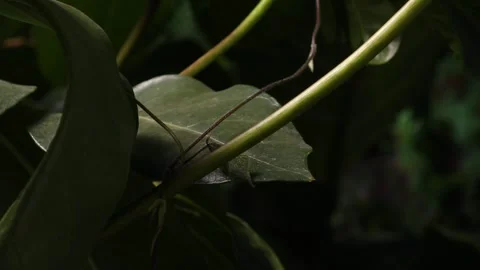 VINE3 스톡 동영상 272795167