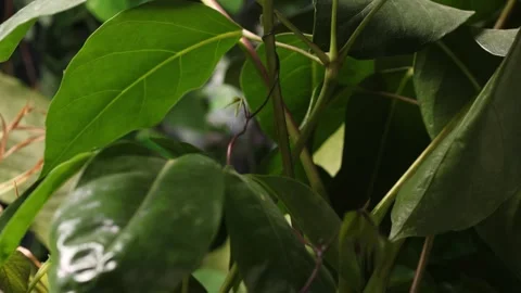 VINE4 库存影片 272796965