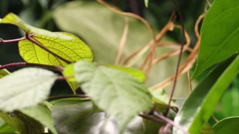 VINE5 스톡 동영상 272793485