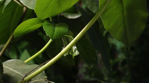 VINE6 스톡 동영상 272691751