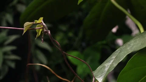 VINE7 스톡 동영상 272792678