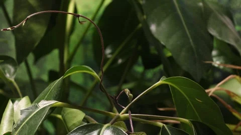 VINE8 스톡 동영상 272792768